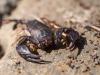 Euscorpius sp.
